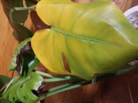 モンステラが瀕死です 今年の8月に1週間ほど 直射日光のあたる屋外に出 Yahoo 知恵袋