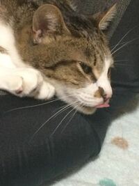 うちの猫が3日に一回ぐらいこの画像のように舌を鼻にくっつけて 低い姿勢になっ Yahoo 知恵袋