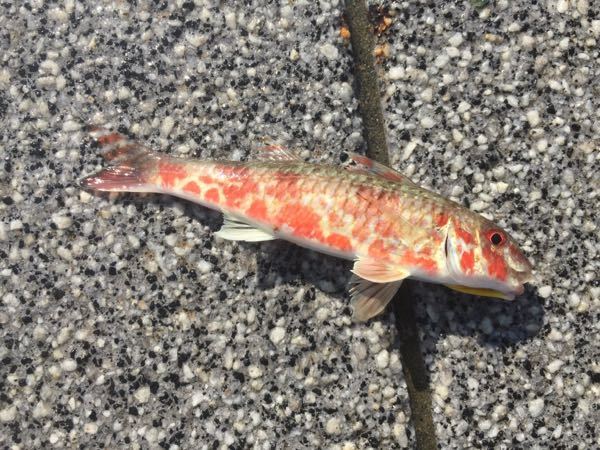 海で釣れました。この魚はなんでしょうか？アゴの下に黄色いヒゲのよう 