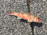 猫に河豚を食べさせても大丈夫ですか 釣りに行ったら河豚が沢山釣れました Yahoo 知恵袋