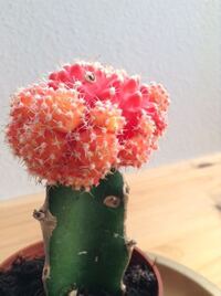 ヒボタンって言うサボテン育ててます 写真の通り実 みたいなのが沢山 Yahoo 知恵袋