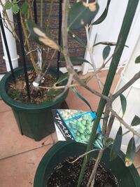 石灰をまかずにオリーブを植え付けたせいか生育が良くないです 周りに撒いても良い Yahoo 知恵袋
