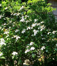 この白い花が咲く樹木の名前を教えてください 六月中旬頃に白い花を咲かせていた Yahoo 知恵袋