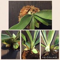 水はけが良すぎるのですが ガーデニング初心者です 九州 Yahoo 知恵袋