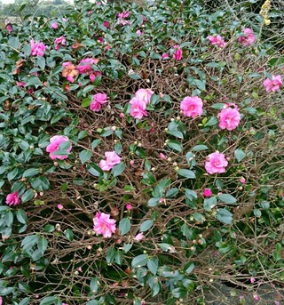 山茶花の葉が枯れる原因を教えてください 70年生の木で 毎年11月半ばからピ Yahoo 知恵袋