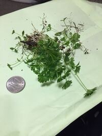 間引いた小さなパセリは食べられますか このくらいのサイズで 葉はあまり Yahoo 知恵袋