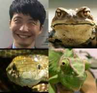 星野源と爬虫類の生物達 ソックリすぎませんか 似てますね 嫉妬とか言っ Yahoo 知恵袋