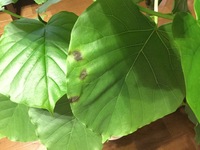 ウンベラータが枯れたでしょうか 画像 ウンベラータが元気ありま Yahoo 知恵袋