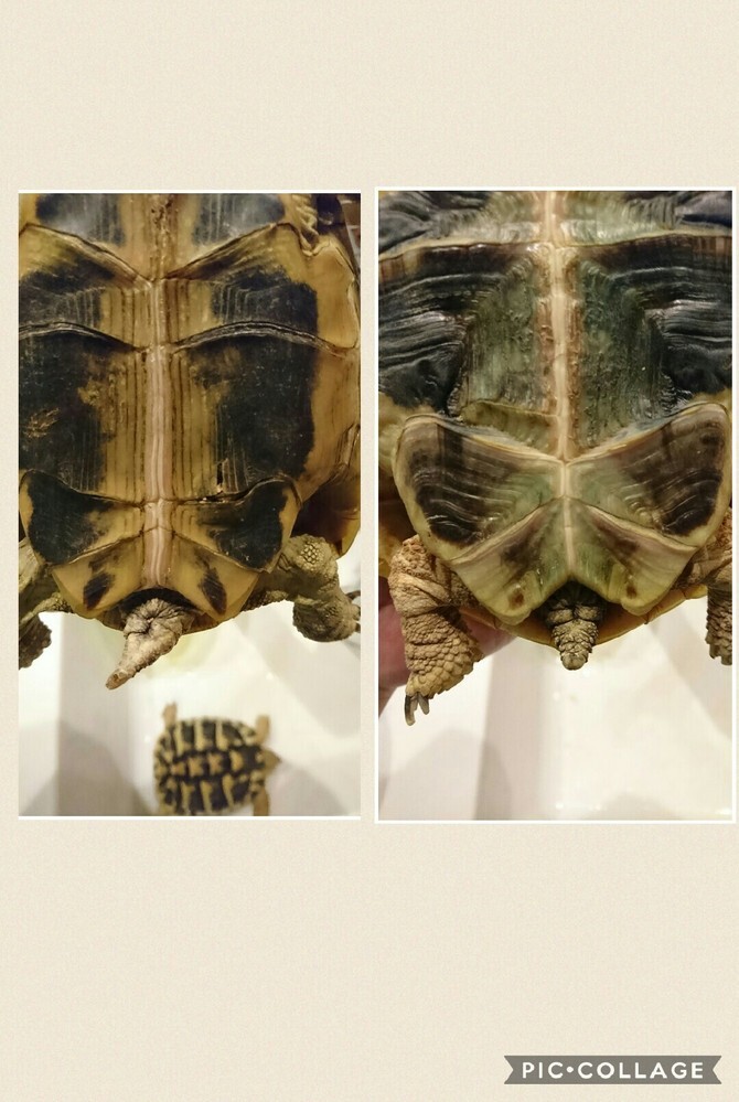 ヘルマンリクガメ性別判定について写真のヘルマンリクガメですが両方メ Yahoo 知恵袋