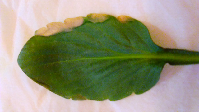 パンジーの葉が病気なのか教えてください。 - 最初は葉が鉢の縁にあ 