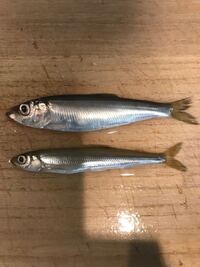 チカのワタ 内蔵 は食べられる 写真のように素揚げして食べ Yahoo 知恵袋