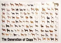 90s vintage 犬の系統図　ポスター　the dog 当時物　動物 90s vintage 犬の系統図 ポスター the dog 当時物 動物