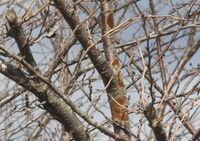 今朝の散歩で見た 桜の木についている茶色い苔のようなものは何でしょ Yahoo 知恵袋