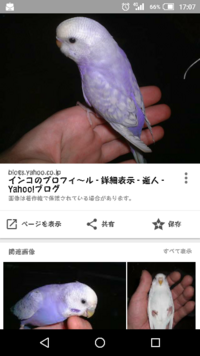 セキセイインコの色について質問します 先日ですが 小鳥屋さんに行ったらライラ Yahoo 知恵袋