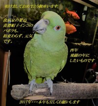 キビタイボウシインコ ３０年以上生きていますが 何年くらい生きるものですか Yahoo 知恵袋