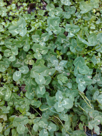 クローバー シロツメクサ の葉が白いものを見つけたのですが Yahoo 知恵袋