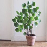 この観葉植物の名前を教えてください この観葉植物の名前を教えてください Yahoo 知恵袋