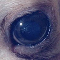 犬の目の中に透明の膜 気泡 のようなものがあるみたいなのですが 何か Yahoo 知恵袋