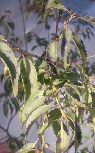 自宅玄関付近の日陰に植えたハイノキの葉っぱが黒ずんでいます最初数枚だったのが Yahoo 知恵袋