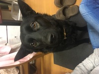 この犬の犬種は 雑種を里犬でもらってきたんですが 現在満1歳くらい 甲斐犬 Yahoo 知恵袋