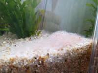 先日自宅の水槽に透明な膜に覆われた薄ピンクの卵のようなものが発生したました Yahoo 知恵袋