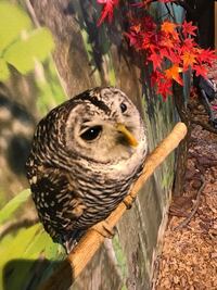 こちらのフクロウの名前を教えていただければ幸いです 灰色系のモリフクロ Yahoo 知恵袋