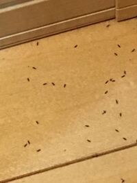 部屋の隅に小さな虫が大量発生しています 観葉植物のしたに沢山いますが Yahoo 知恵袋