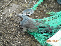 すぐったレディース福袋 防鳥網 防鶏網 かすみ 網 鳥用品