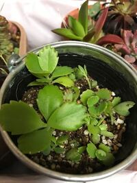 夏に花の水やりは夕方か 朝だとどちらの方がいいのでしょうか 春 秋 冬はいつ頃 Yahoo 知恵袋