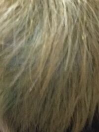 約1ヶ月半前に毛先をターコイズブルーのような水色にしました 色落ちし 現在 Yahoo 知恵袋