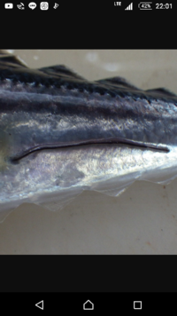 先日釣ってきたクロソイという魚を刺身で食べようとしたところ身の中に複数個黒い球 Yahoo 知恵袋