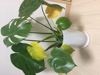 モンステラの葉が黄色くなってしまいました 年末年始に家を空け 帰って来ると一 Yahoo 知恵袋