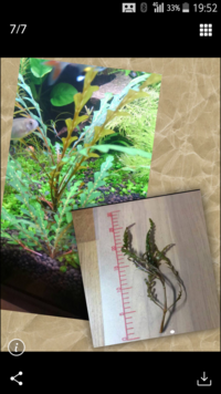 ハイグロ ピンナティフィダについてです 流木に数ミリの穴を開けピンナテ Yahoo 知恵袋