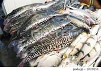 この魚 なんていう名前ですか トラ模様のような縞々している真 Yahoo 知恵袋