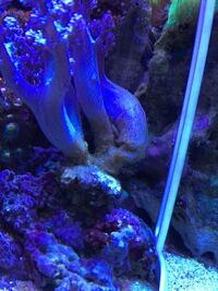 シッタカ貝の大繁殖 こんにちは シッタカ貝が９０ ４５ Yahoo 知恵袋