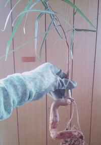 このボトルツリー ブラキキトン の品種はなんでしょうか あと植え替 Yahoo 知恵袋
