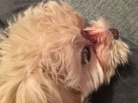 犬の逆さまつ毛について教えてください あるブリーダーさんから仔犬を譲り受 Yahoo 知恵袋