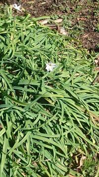 これなんて草ですか ハナニラです イエイウォン Yahoo 知恵袋