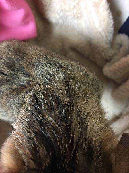 猫の傷口に塗るにはどの薬がいいんでしょう？回答お願いします。噛まれ 