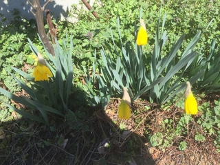 スイセンとかヒガンバナ科の植物の花は 葉から直接蕾 ツボミ が急に膨らむんで Yahoo 知恵袋