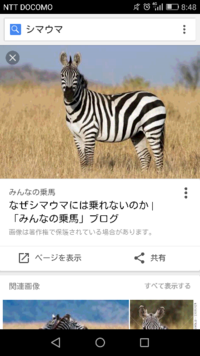 シマウマの縞模様について シマウマの縞模様は白い馬に黒い縞模様がついているもの Yahoo 知恵袋