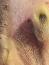 犬にオロナインを使っても良いという回答が多いのですが 犬がオロナインをなめちゃ Yahoo 知恵袋