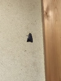 部屋に発生する小さい蛾のような虫この虫が最近大量発生してます 一日3 Yahoo 知恵袋