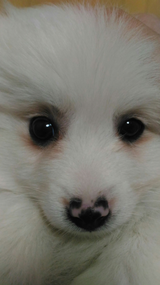 犬の涙やけについてです 生後2ヶ月の子犬を飼っており 目の周りの茶色い毛 Yahoo 知恵袋