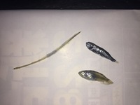 これらは何の稚魚ですか 釣ったメバルを捌いたら出てきました 左はうなぎか穴子 Yahoo 知恵袋