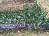 家庭菜園でマルチシートを敷いて栽培してるのですが 玉ねぎごそろそろ大きくなっ Yahoo 知恵袋