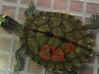 亀の水槽が くさいです どうにかなりませんか わ Yahoo 知恵袋