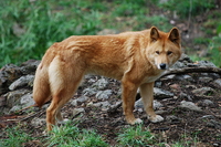 日本の動物園でディンゴの飼育経歴のある動物園はありますか 参考に帝國ノ Yahoo 知恵袋