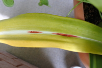 アマリリスの葉に赤茶色の筋が セキハン病 というものでしょうか Yahoo 知恵袋