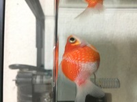 金魚の血便に関して 転覆した金魚ですがたぶん血便が様なのが出た跡があり Yahoo 知恵袋